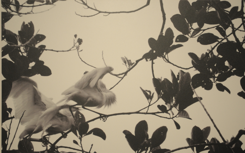 India Art Fair – 2014