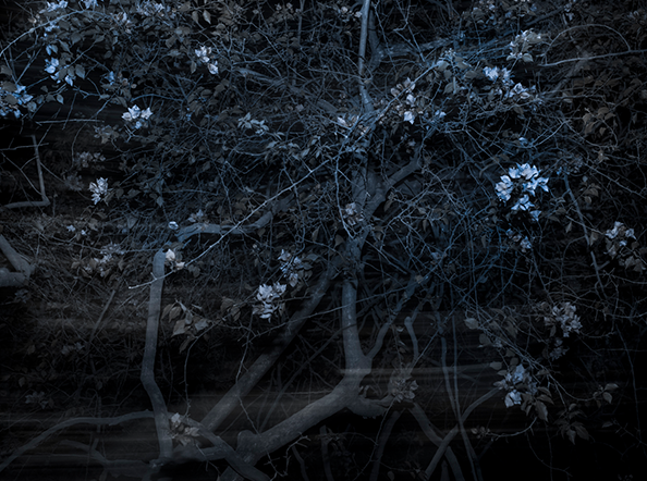 An Elegy for Ecology - 4 (Dhaka Bangladesh)