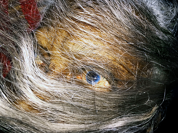 On Earth We Are Briefly Gorgeous