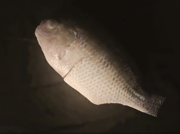 The blue line blur between the scar