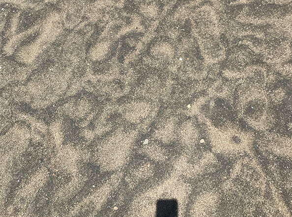 Form Studies Photographs