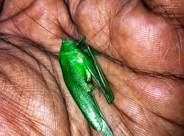 On Earth We Are Briefly Gorgeous