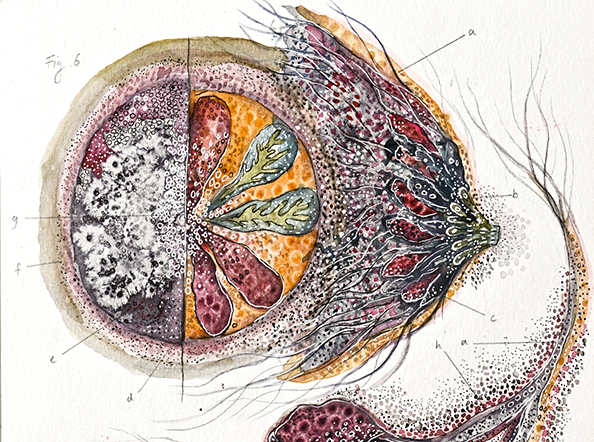 ​Cross sections, Mammary Nets / Unbound and Untethered