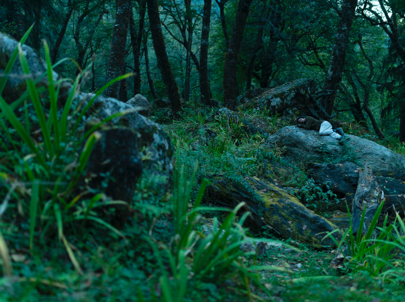 Man is not an Island, An Elegy for Ecology