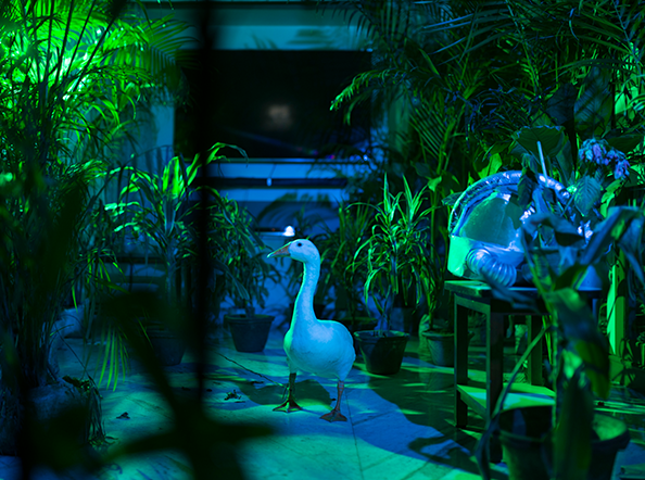 An Elegy for Ecology - 10 (Kolkata, West Bengal, India)