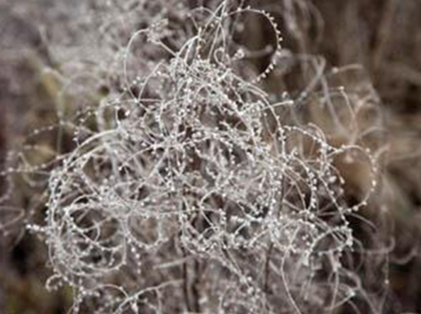 Notes from the Cradle